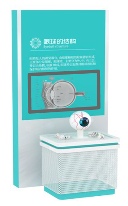 眼球的结构